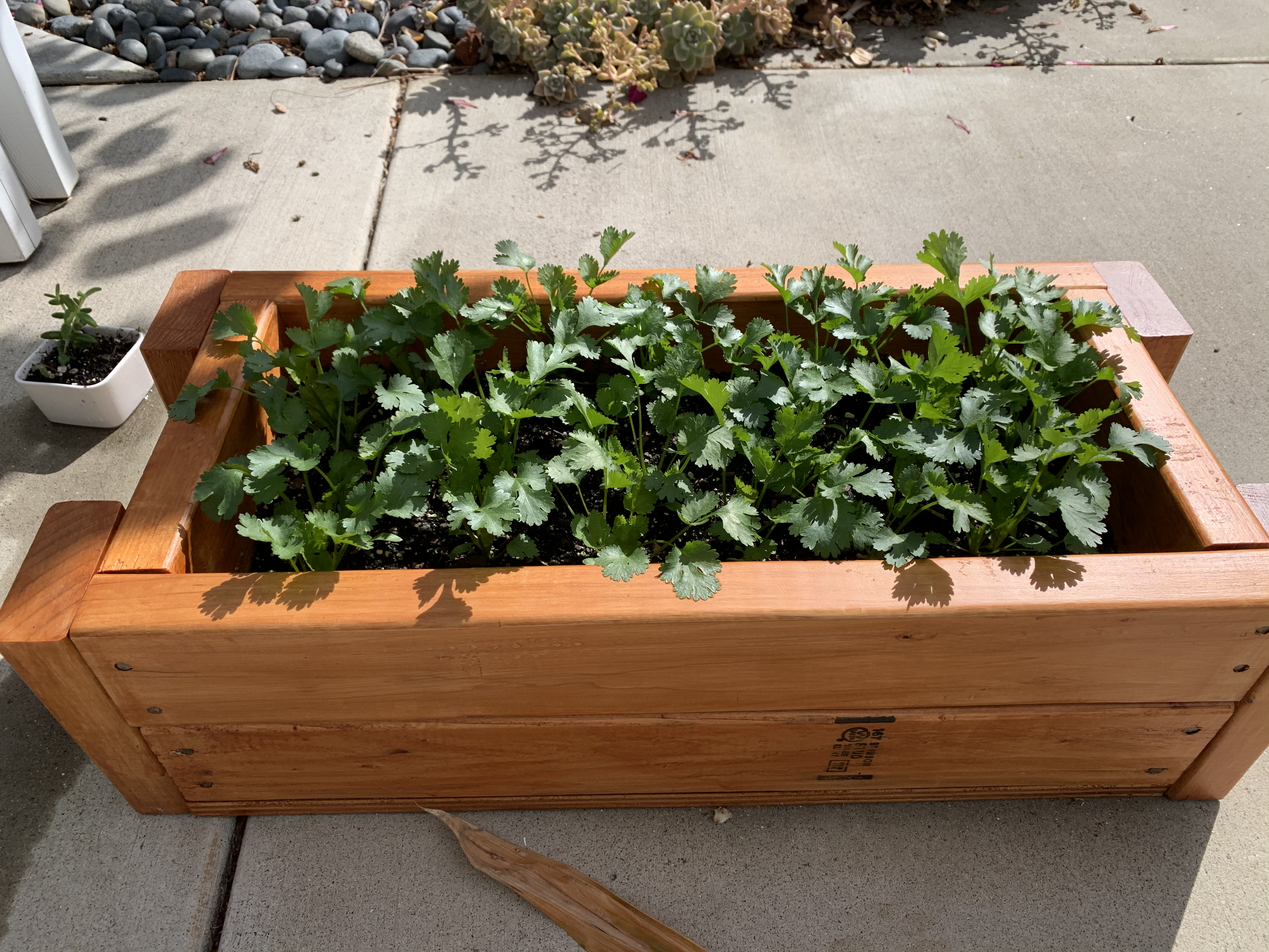 Nevada's Cilantro Garden